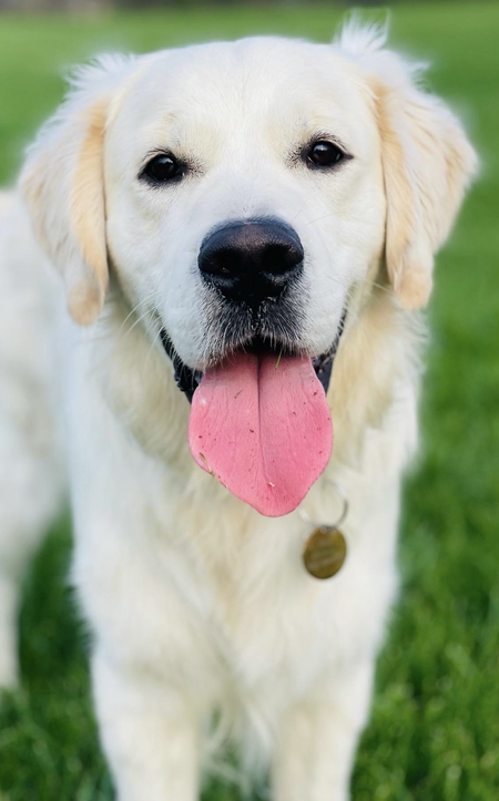 Entry image for Pinot. Clicking this image will show a larger photo