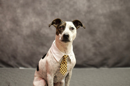 Entry image for Wally. Clicking this image will show a larger photo