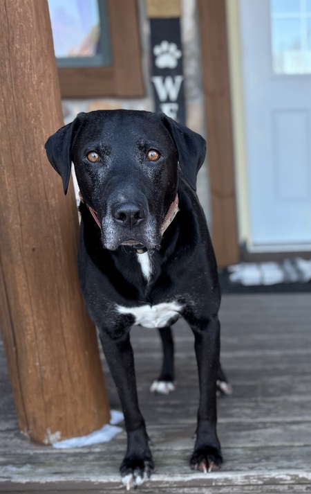 Entry image for Lincoln. Clicking this image will show a larger photo