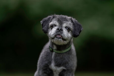 Entry image for Toby. Clicking this image will show a larger photo