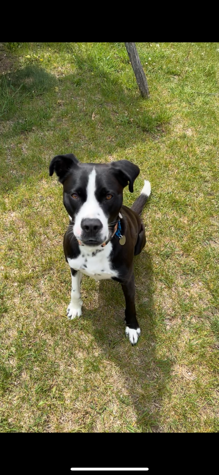 Entry image for Shiloh. Clicking this image will show a larger photo