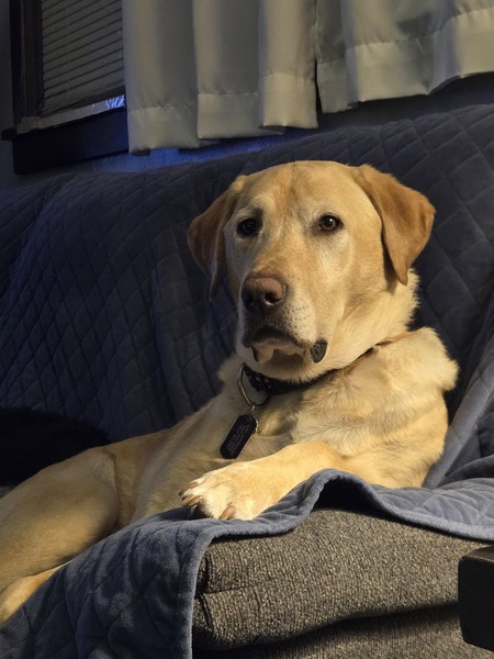 Entry image for Finnigan . Clicking this image will show a larger photo