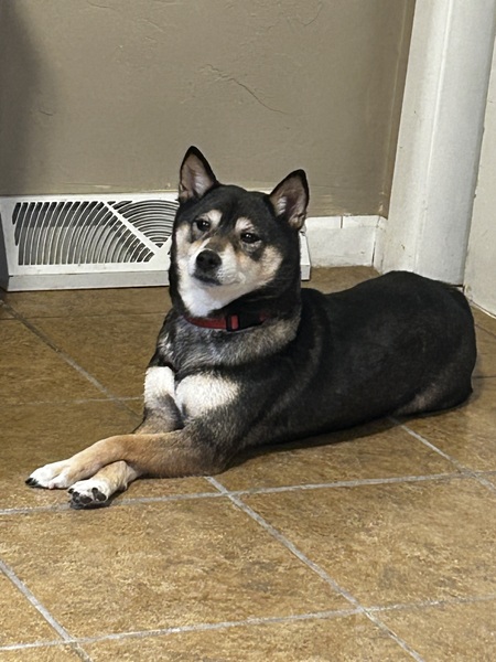 Entry image for Kia . Clicking this image will show a larger photo