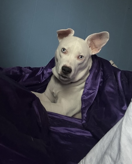 Entry image for Star. Clicking this image will show a larger photo