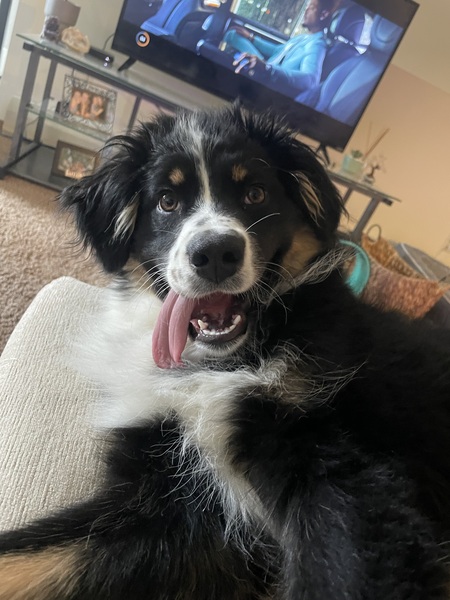 Entry image for Millie. Clicking this image will show a larger photo