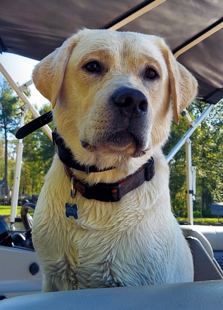 Entry image for Gus. Clicking this image will show a larger photo