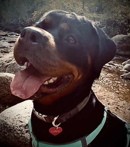 Entry image for Cobee. Clicking this image will show a larger photo