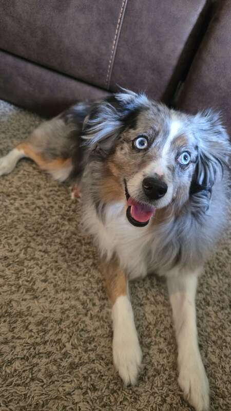 Entry image for Stella. Clicking this image will show a larger photo