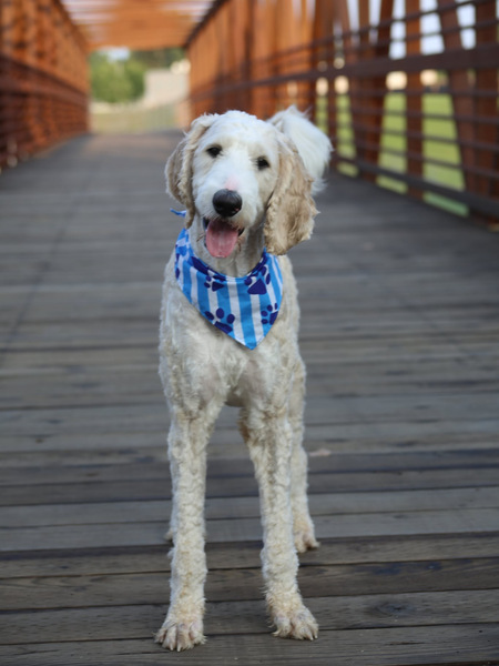 Entry image for Leo. Clicking this image will show a larger photo