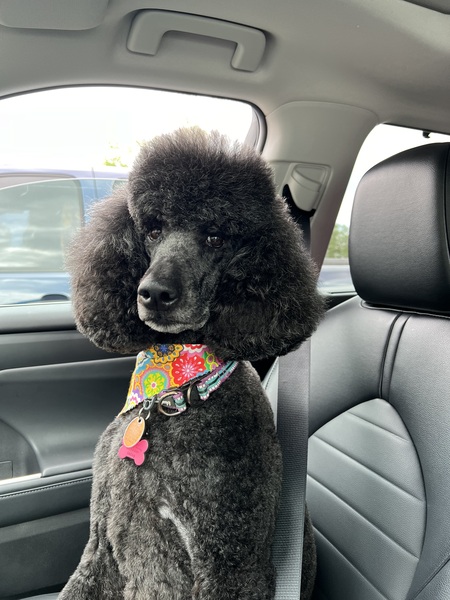 Entry image for Penny. Clicking this image will show a larger photo