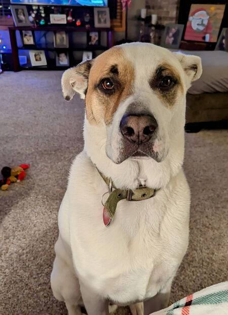 Entry image for Beau. Clicking this image will show a larger photo