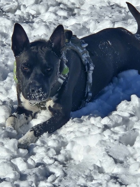 Entry image for Rupert. Clicking this image will show a larger photo