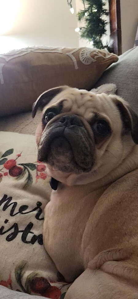 Entry image for Hank. Clicking this image will show a larger photo