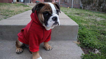 Entry image for Sir Charles Barkley (Chucky). Clicking this image will show a larger photo