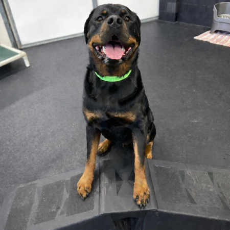 Entry image for Jaxon. Clicking this image will show a larger photo