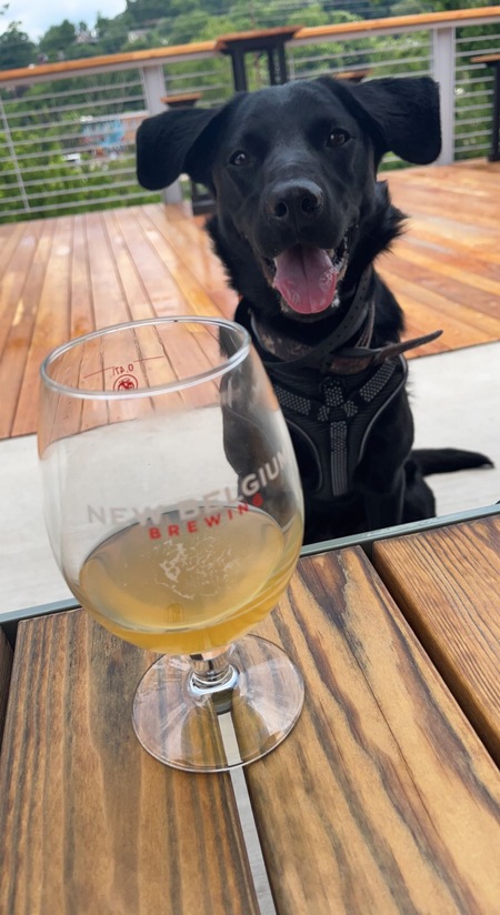 Entry image for Coy. Clicking this image will show a larger photo