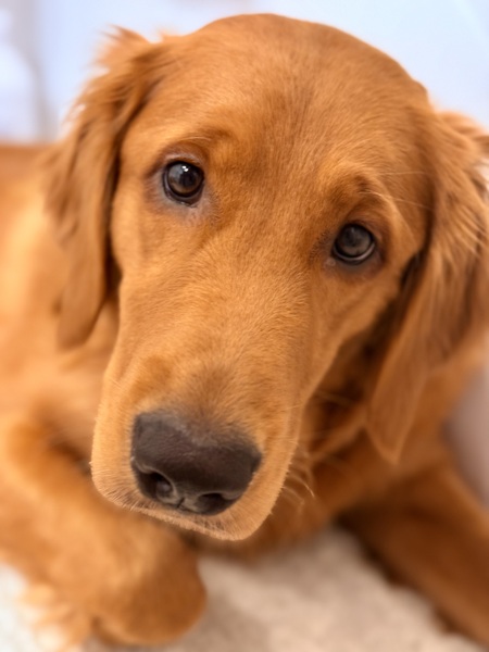 Entry image for Nala. Clicking this image will show a larger photo