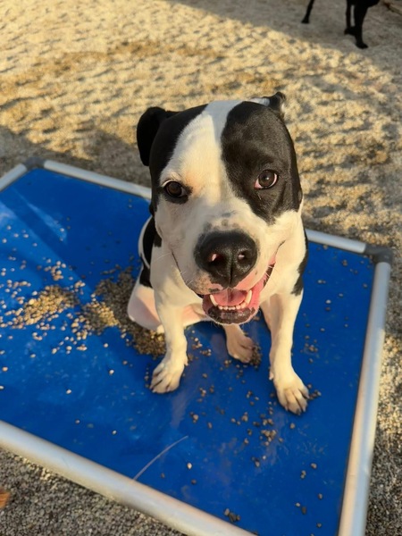 Entry image for Chewy. Clicking this image will show a larger photo