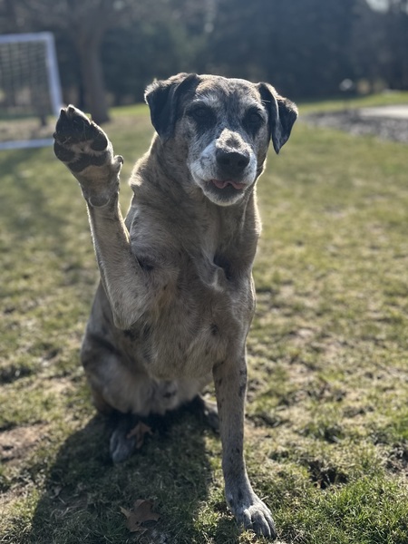 Entry image for Beaux. Clicking this image will show a larger photo