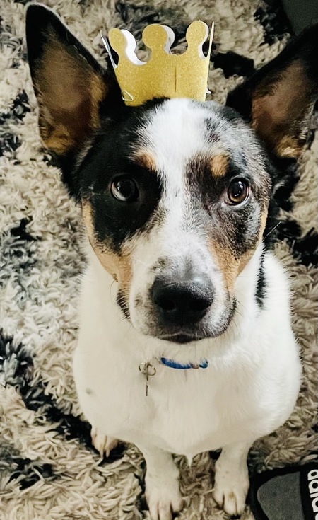 Entry image for Tyson. Clicking this image will show a larger photo