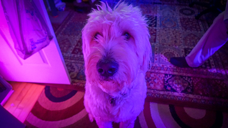 Entry image for Junior. Clicking this image will show a larger photo