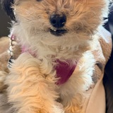 Entry image for Stella