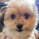 Entry image for Stella