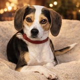 Entry image for Rookie