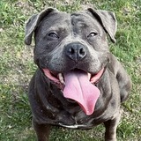 Entry image for Lady