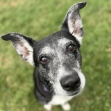 Entry image for Chloe