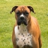 Entry image for Chip