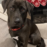 Entry image for Bear