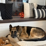 Entry image for Archie