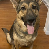 Entry image for Moose