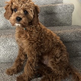 Entry image for Baxter