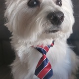 Entry image for Archie