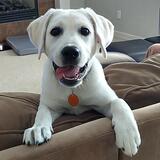 Entry image for Lucy