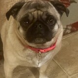 Entry image for Lucy