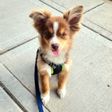 Entry image for Fiyero