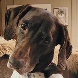 Entry image for Willow