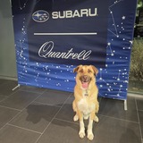 Entry image for Sundance 