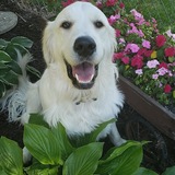 Entry image for Beau