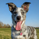 Entry image for Holley