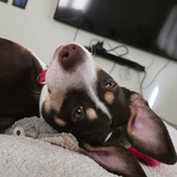 Entry image for Willow