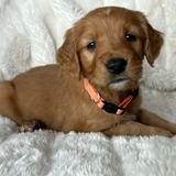 Entry image for Whiskey 