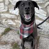 Entry image for Dixie