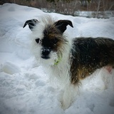 Entry image for Nellie 