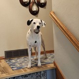 Entry image for Chief 