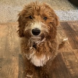 Entry image for Freddy