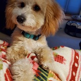 Entry image for Murphy